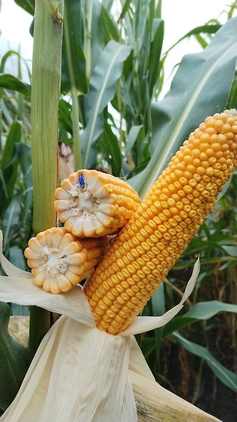 Howard Klappahmen 6 m hydraulische Klappung mit Stützrädern zur Spurführung 100 mm Vierkant 2 Fach Klappung Zur Optimierung von Anbaumethoden