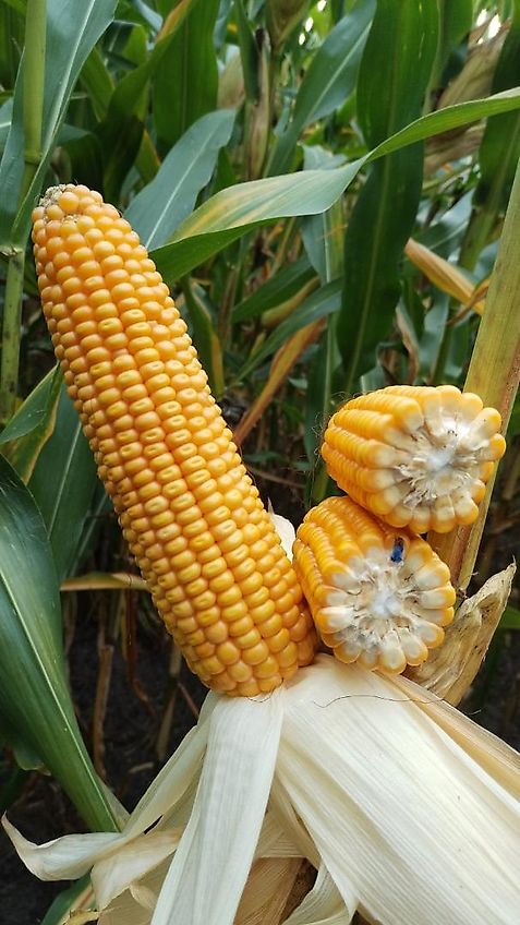 Howard Klappahmen 6 m hydraulische Klappung mit Stützrädern zur Spurführung 100 mm Vierkant 2 Fach Klappung Zur Optimierung von Anbaumethoden